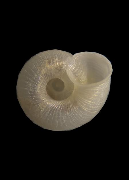 蜗牛用壳记住了那场暴雨